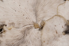 Conchomyces bursiformis