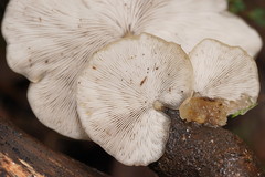 Conchomyces bursiformis