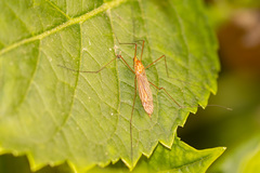 Nephrotoma suturalis