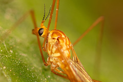 Nephrotoma suturalis