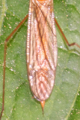 Nephrotoma suturalis