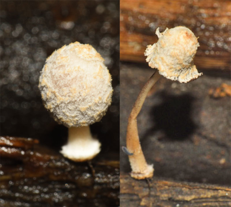 Coprinopsis xantholepis