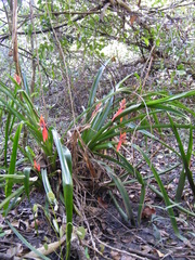 Aechmea tillandsioides