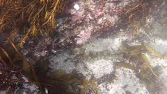 Aplodactylus arctidens
