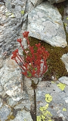 Sedum tenellum