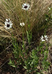 Callilepis laureola