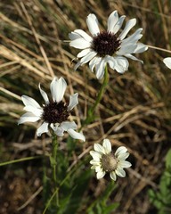 Callilepis laureola
