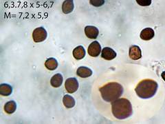 Coprinopsis xantholepis