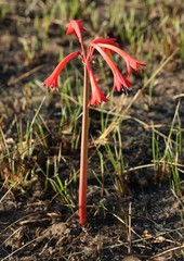 Cyrtanthus contractus