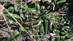 Haplocarpha lyrata