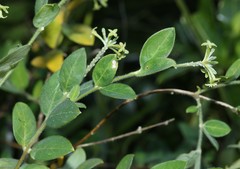 Englerodaphne ovalifolia