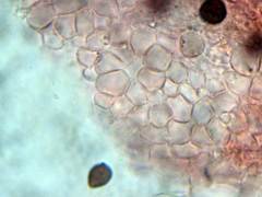 Coprinopsis xantholepis