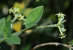 Englerodaphne ovalifolia