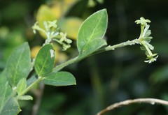 Englerodaphne ovalifolia