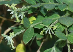 Englerodaphne ovalifolia