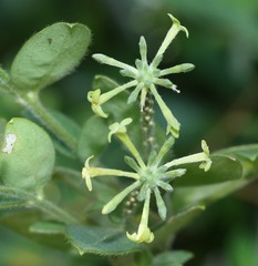 Englerodaphne ovalifolia