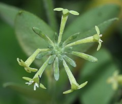 Englerodaphne ovalifolia