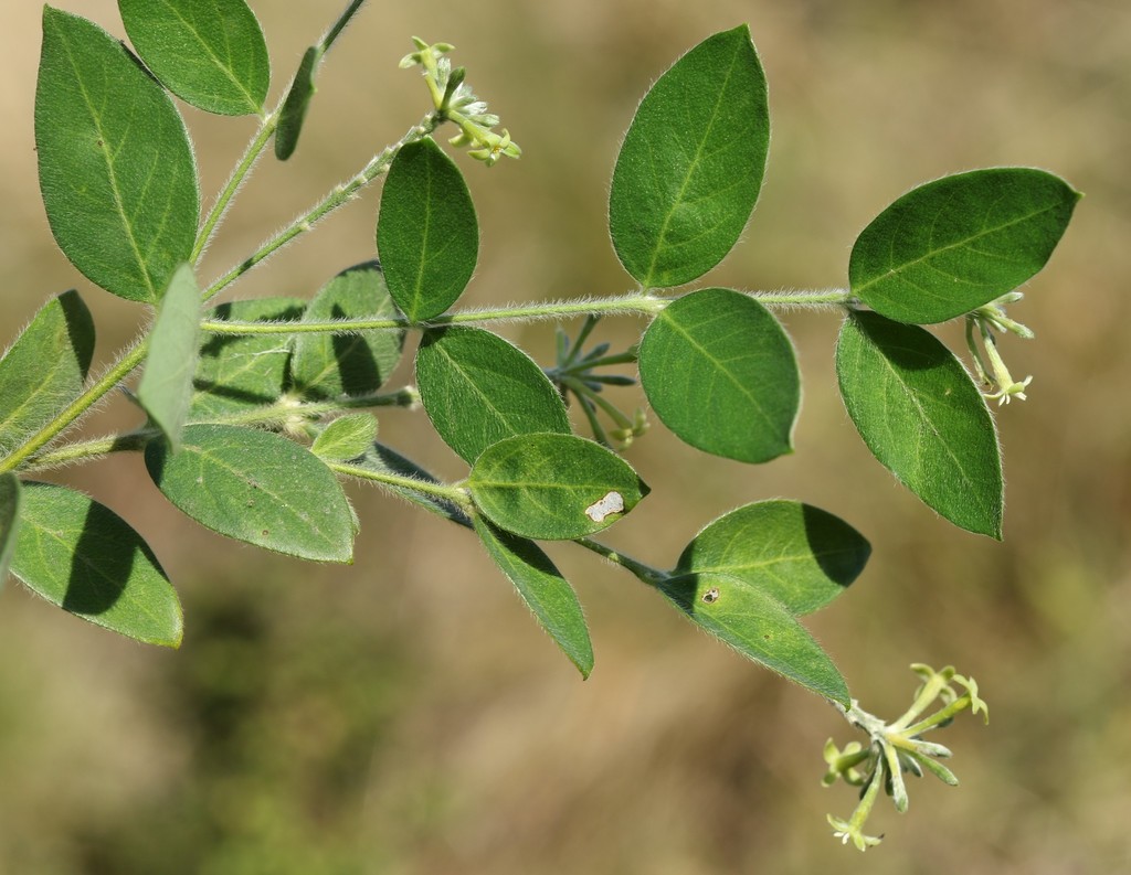 Broad-Leaved Fibre Bush