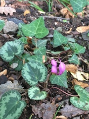 Cyclamen purpurascens