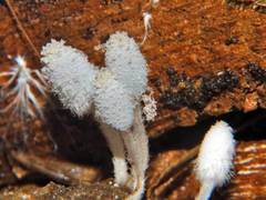 Coprinopsis stercorea