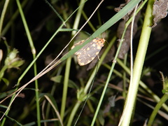 Miltochrista quadrilineata