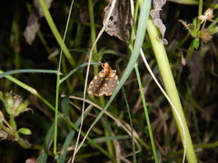 Miltochrista quadrilineata
