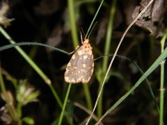 Miltochrista quadrilineata