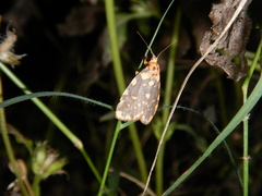Miltochrista quadrilineata