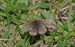 Melitaea asteria