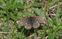 Melitaea asteria