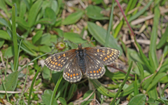 Melitaea asteria