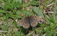 Melitaea asteria