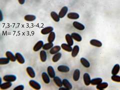 Coprinopsis stercorea