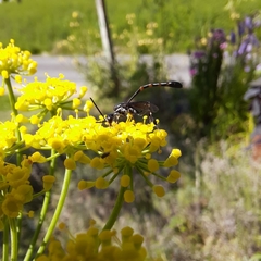 Evanioidea