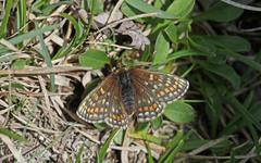 Melitaea asteria
