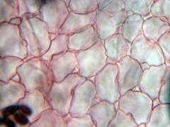 Coprinopsis stercorea