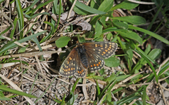Melitaea asteria
