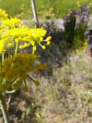 Evanioidea