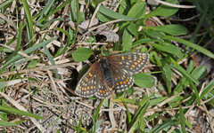 Melitaea asteria