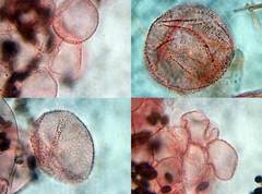 Coprinopsis stercorea