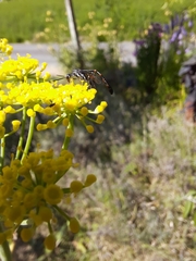 Evanioidea