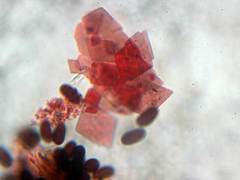 Coprinopsis stercorea