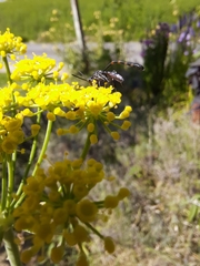 Evanioidea