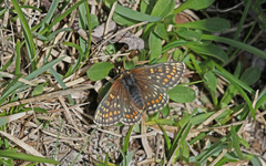 Melitaea asteria
