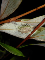 Bromocoris