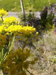 Evanioidea