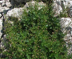 Scrophularia heterophylla