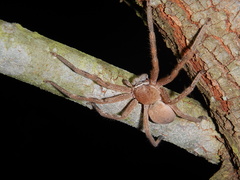 Neosparassus salacius