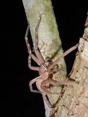 Neosparassus salacius