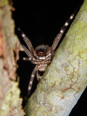 Neosparassus salacius